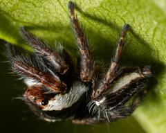 Carrhotus coronatus
