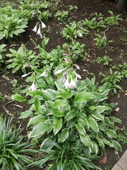 Hosta