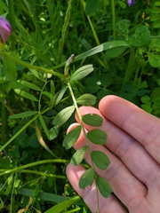 Vicia bithynica