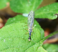 Ornatoraphidia flavilabris