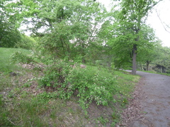 Cotoneaster multiflorus