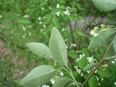 Cotoneaster multiflorus