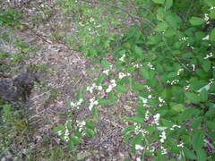 Cotoneaster multiflorus