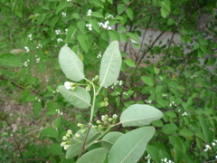 Cotoneaster multiflorus