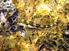 Microlipophrys adriaticus