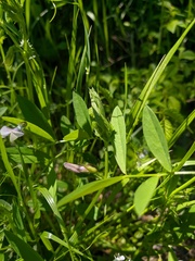 Vicia bithynica