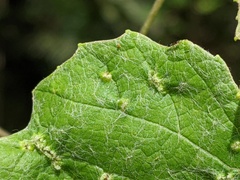 Xenomyrmex floridanus