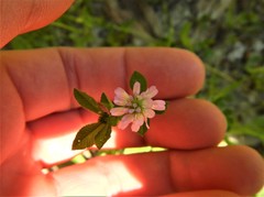 Trifolium resupinatum