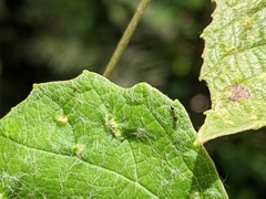 Xenomyrmex floridanus