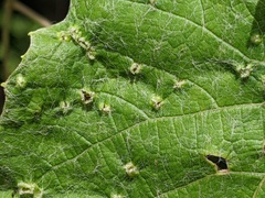 Xenomyrmex floridanus