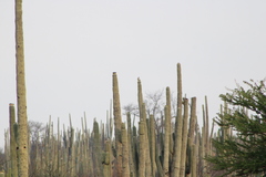 Toxostoma curvirostre