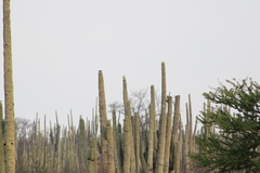 Toxostoma curvirostre