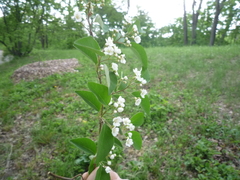 Cotoneaster multiflorus