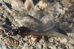 Tetramorium immigrans