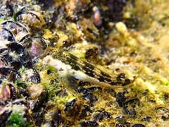 Microlipophrys adriaticus