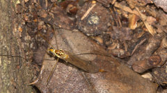 Nephrotoma virescens