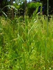 Bromus hordeaceus