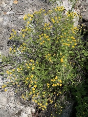 Perityle lindheimeri