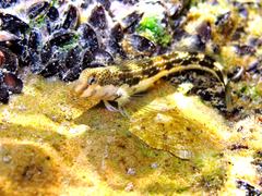Microlipophrys adriaticus