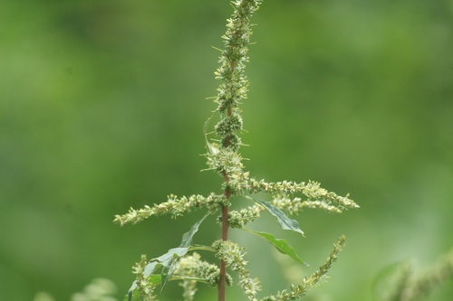 Amaranthus spinosus iNat (3)