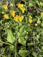 Perityle lindheimeri