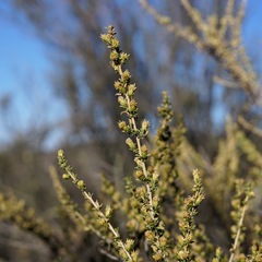 Baccharis pteronioides