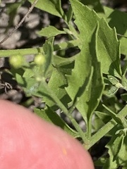 Perityle lindheimeri