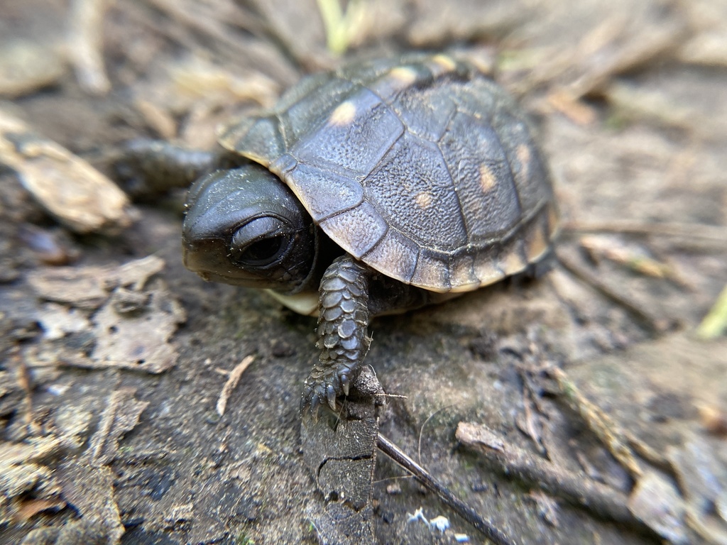 Common Box Turtle in May 2022 by chert_hollow · iNaturalist