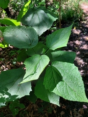 Peteravenia malvifolia