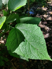 Peteravenia malvifolia