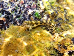 Microlipophrys adriaticus