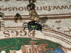 Perilampidae