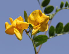 Colutea