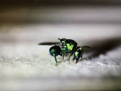 Perilampidae