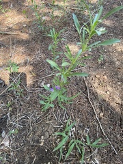 Dyschoriste linearis