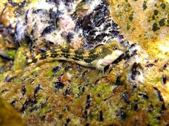 Microlipophrys adriaticus