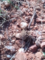 Agama aculeata distanti