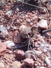 Agama aculeata distanti