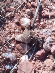 Agama aculeata distanti