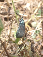 Jordanita globulariae