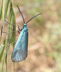Jordanita globulariae
