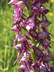 Orchis × beyrichii