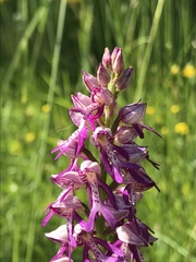 Orchis × beyrichii