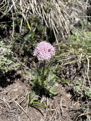 Valeriana tuberosa