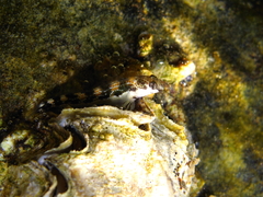 Microlipophrys adriaticus