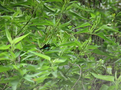 Euphaea splendens