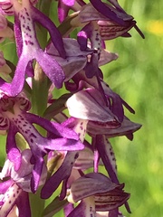 Orchis × beyrichii