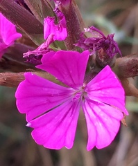 Dianthus cruentus