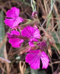 Dianthus cruentus