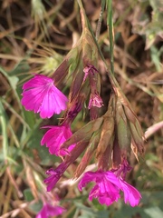 Dianthus cruentus